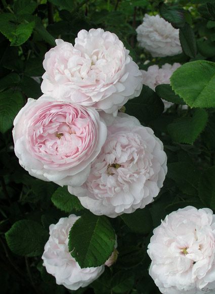 Gentle Face Cleanser | rose geranium + chamomile
