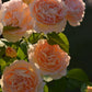Rose Rejuvenating Serum | Damask Rose + Marine Extracts